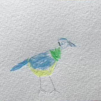 Blue tit, by Marco