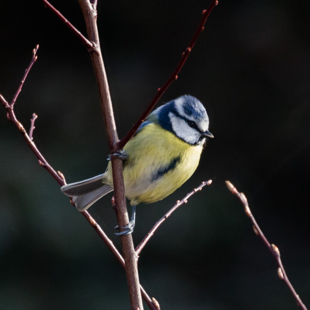 Photograph of a blue tit