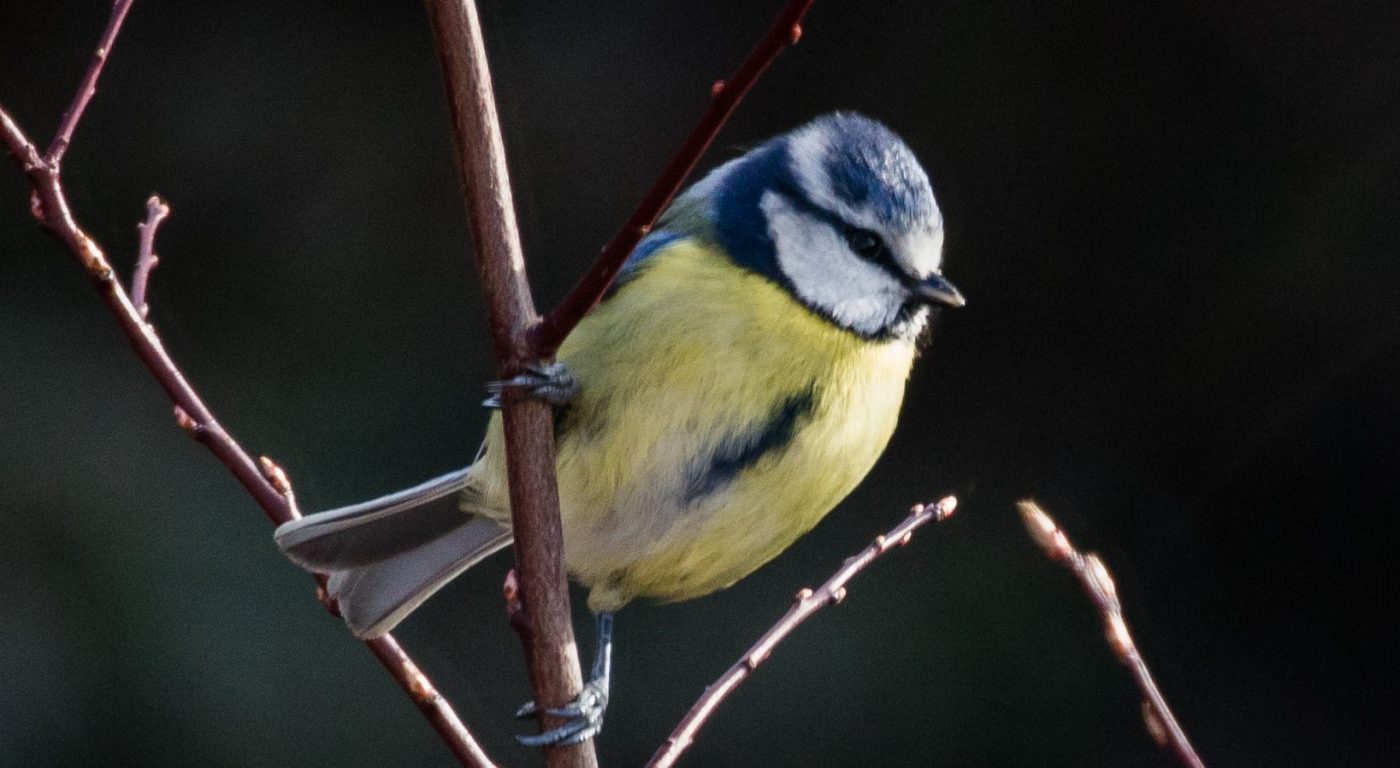 Photograph of a blue tit