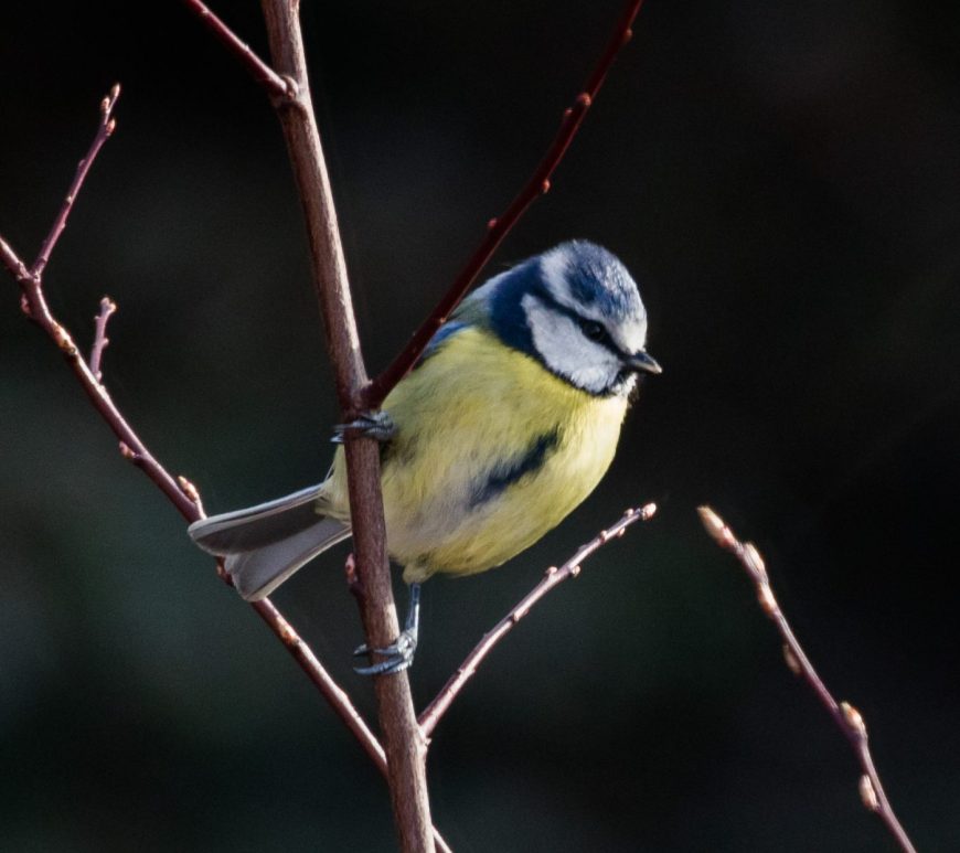 Photograph of a blue tit