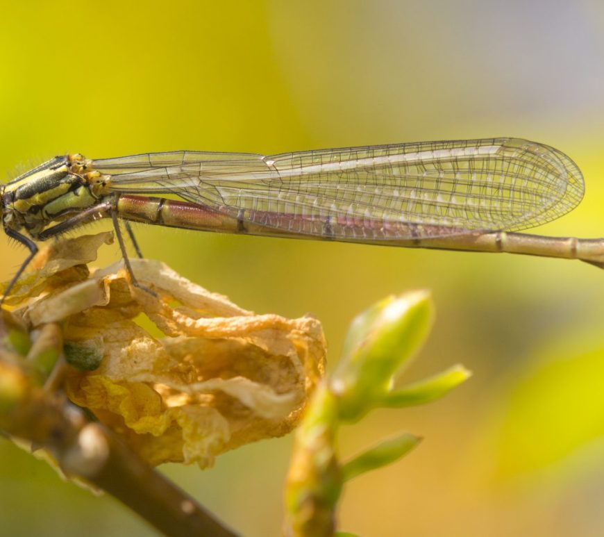 Damselfly