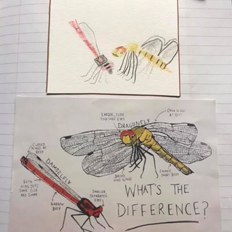Dragonfly vs damselfly, by Thomas