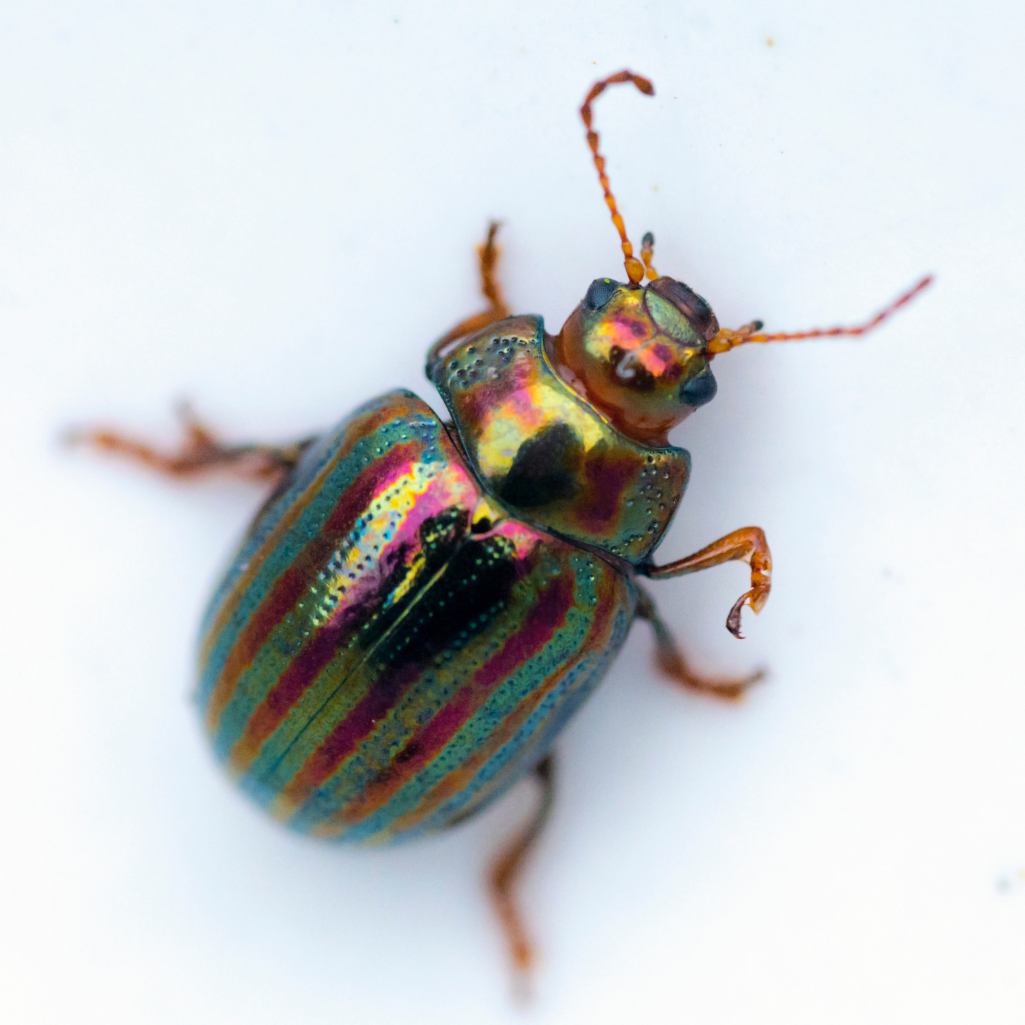 Photograph of a beetle