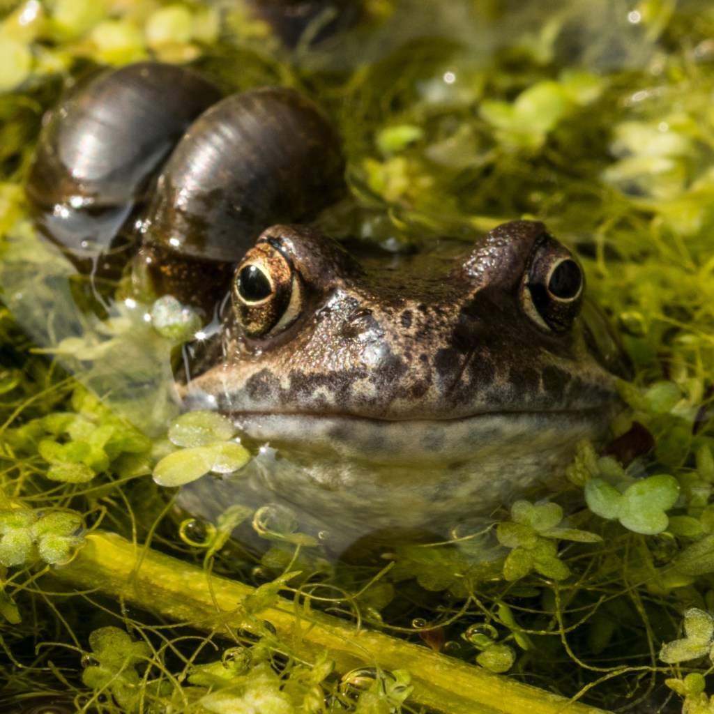 Photograph of a frog and a pond snail amid aquatic plants