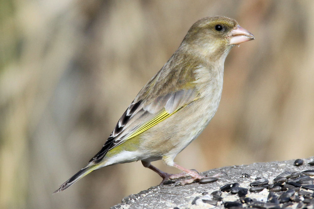 Photograph of a female greenfinch