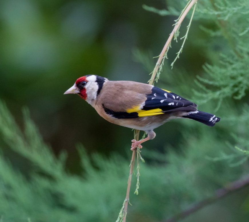 Photograph of a goldfinch in a conifer