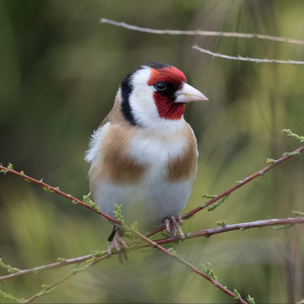 Photograph of a goldfinch