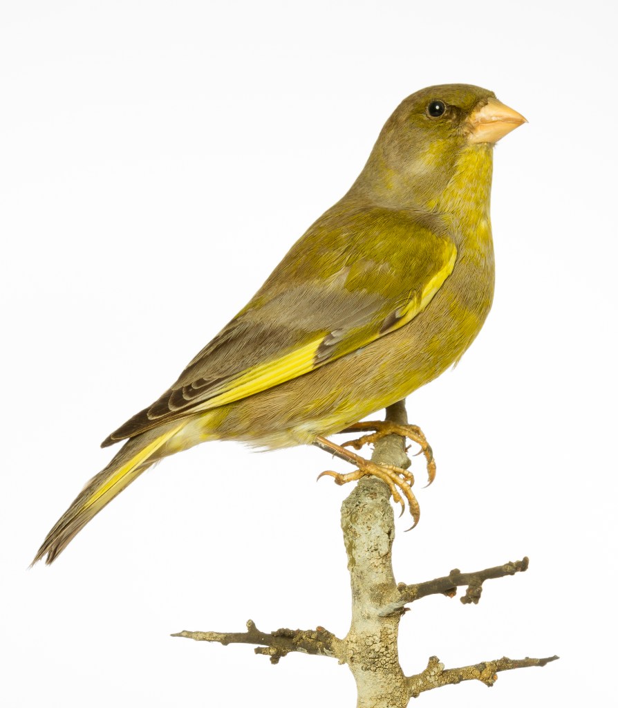 Photograph of a greenfinch specimen from the Museum of Zoology