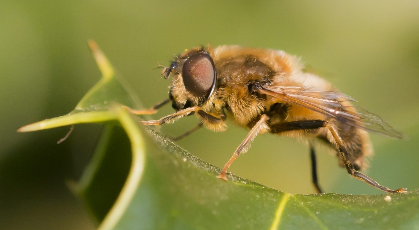Photograph of a hoverfly resting on a leaf
