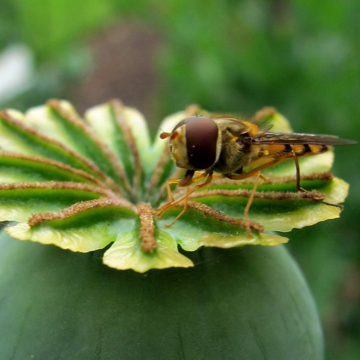 Kate With Insect Zoology Live Day 1: Minibeasts part 1 – Museum of Zoology Blog