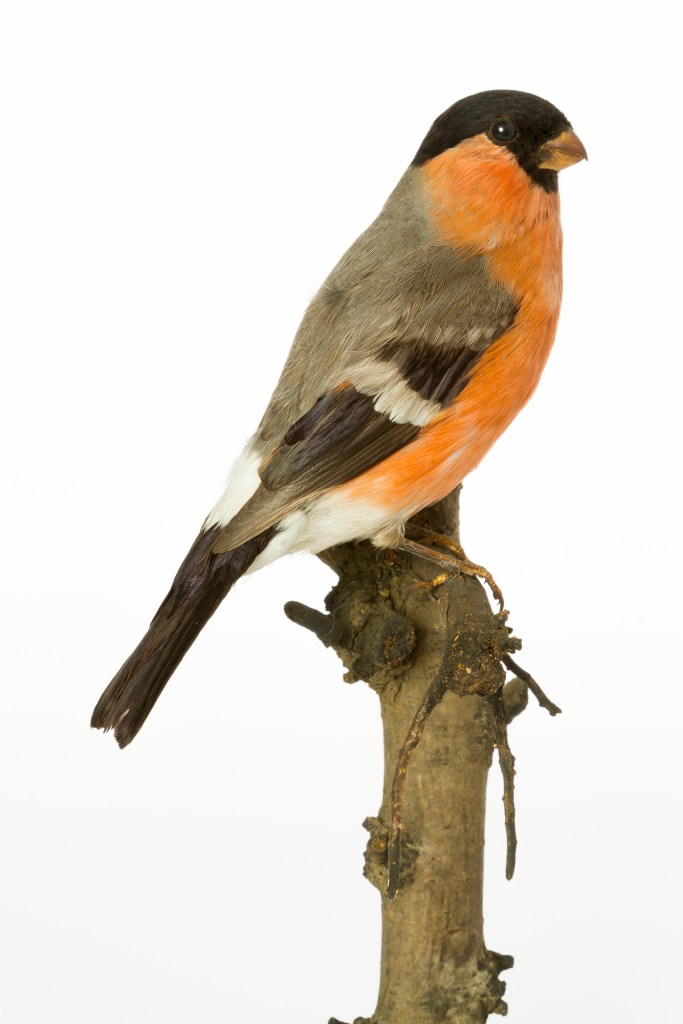 Photograph of a specimen of a bullfinch