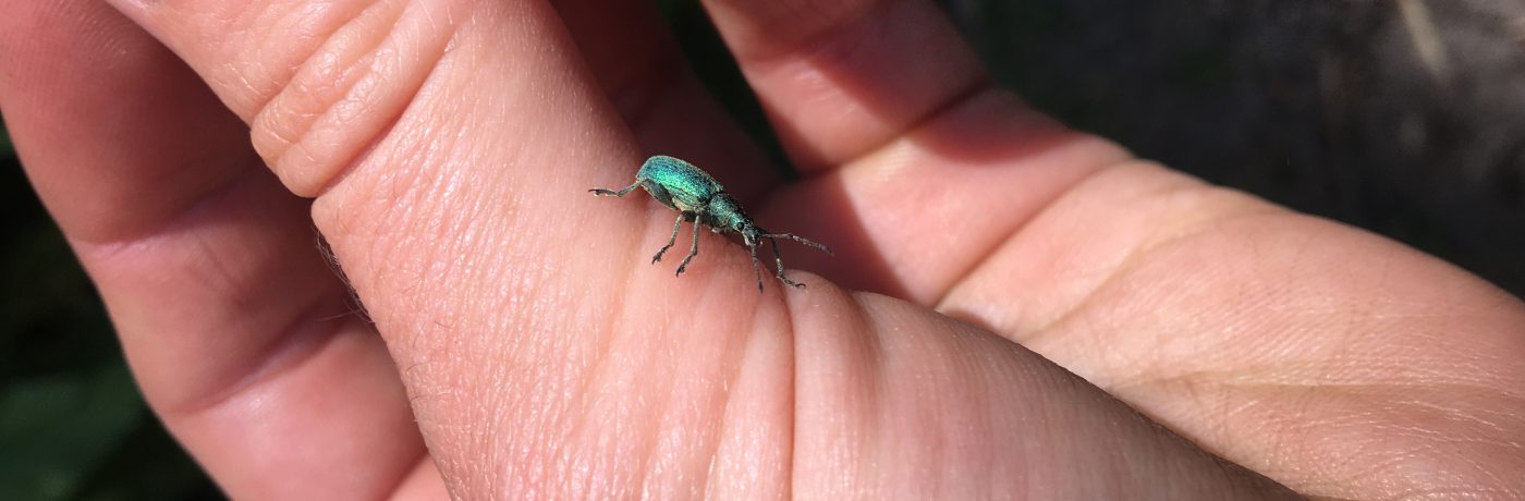 Weevil on hand. Credit S Steele
