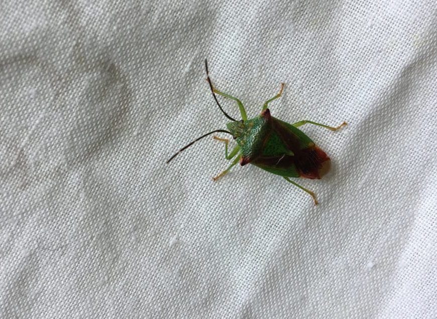 Shieldbug found on beat-net