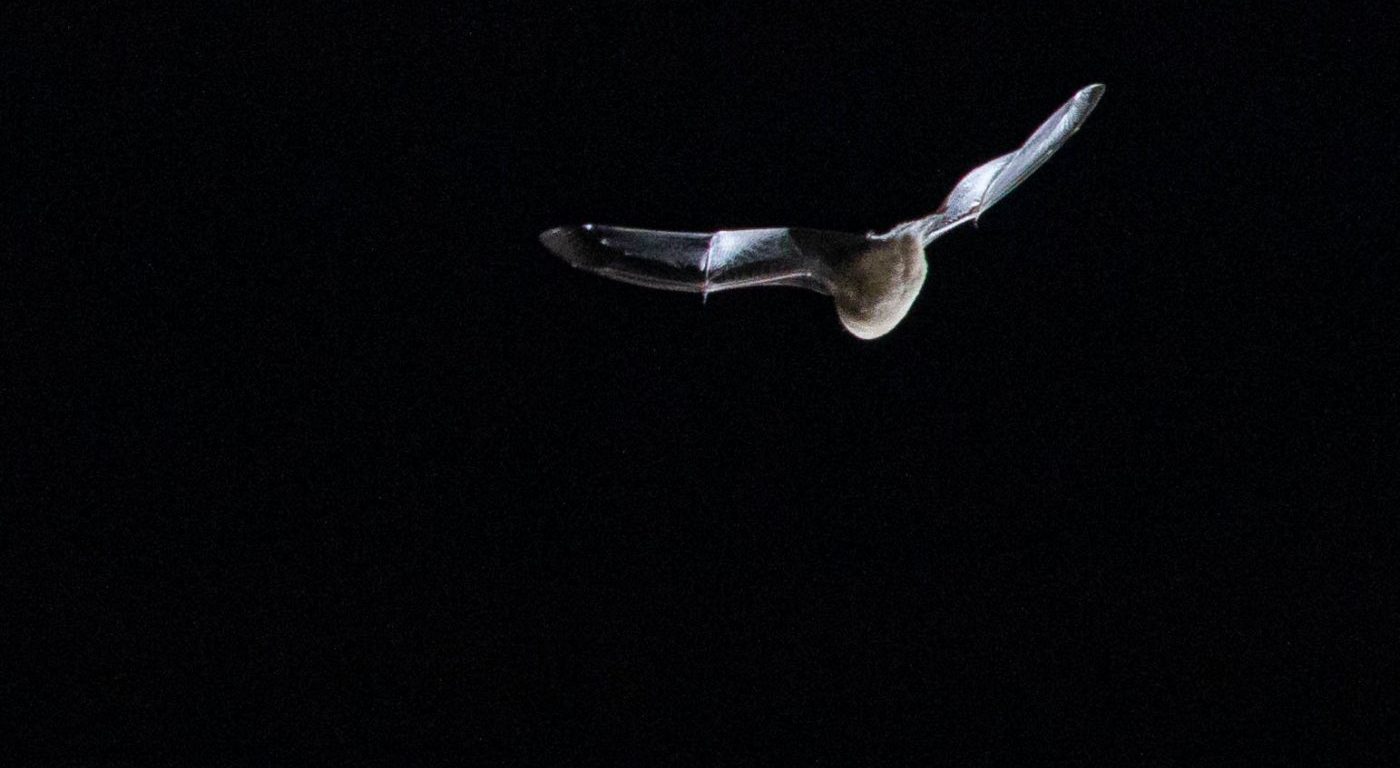 Photograph of a bat at night