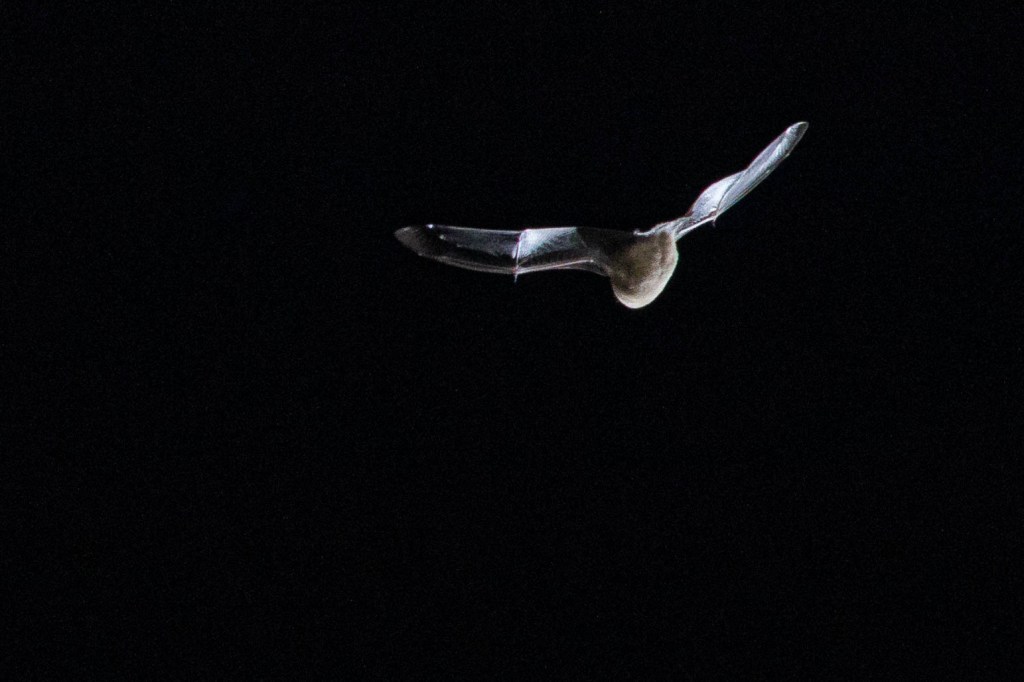 Photograph of a bat at night