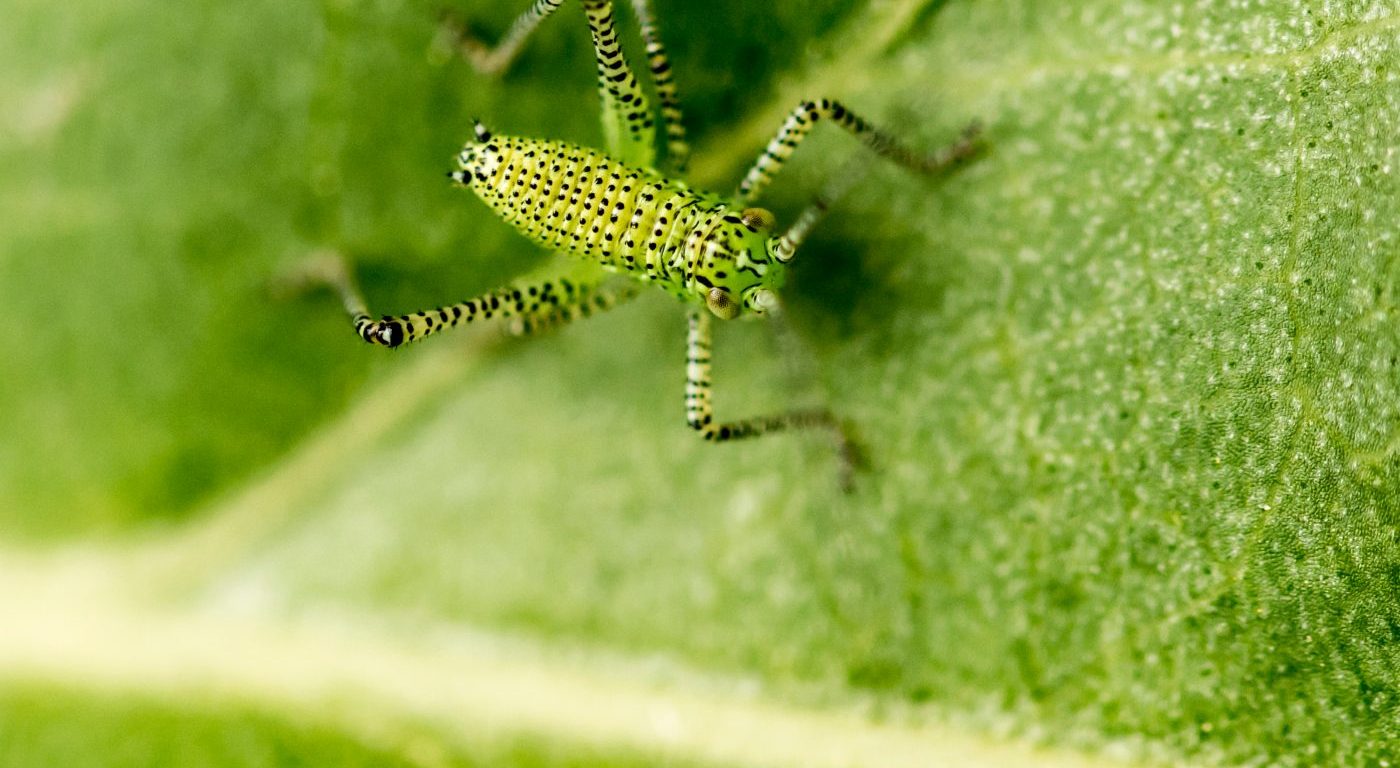 Photograph of a katydid on a leaf