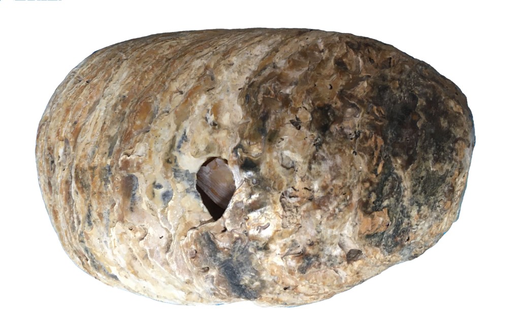 Photograph of an oyster shell bored into by piddocks