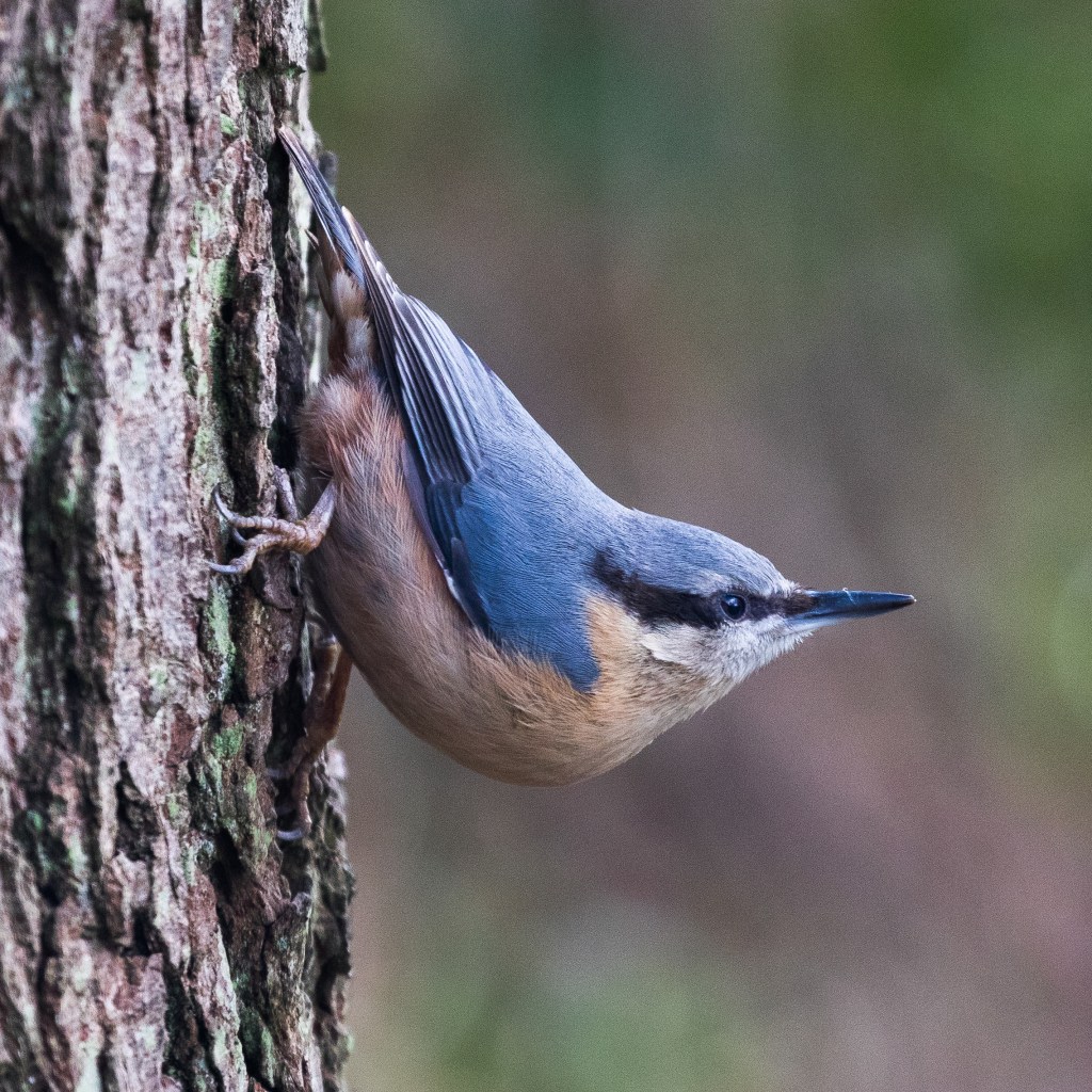 Photograph of a nuthatch on a tree trunk