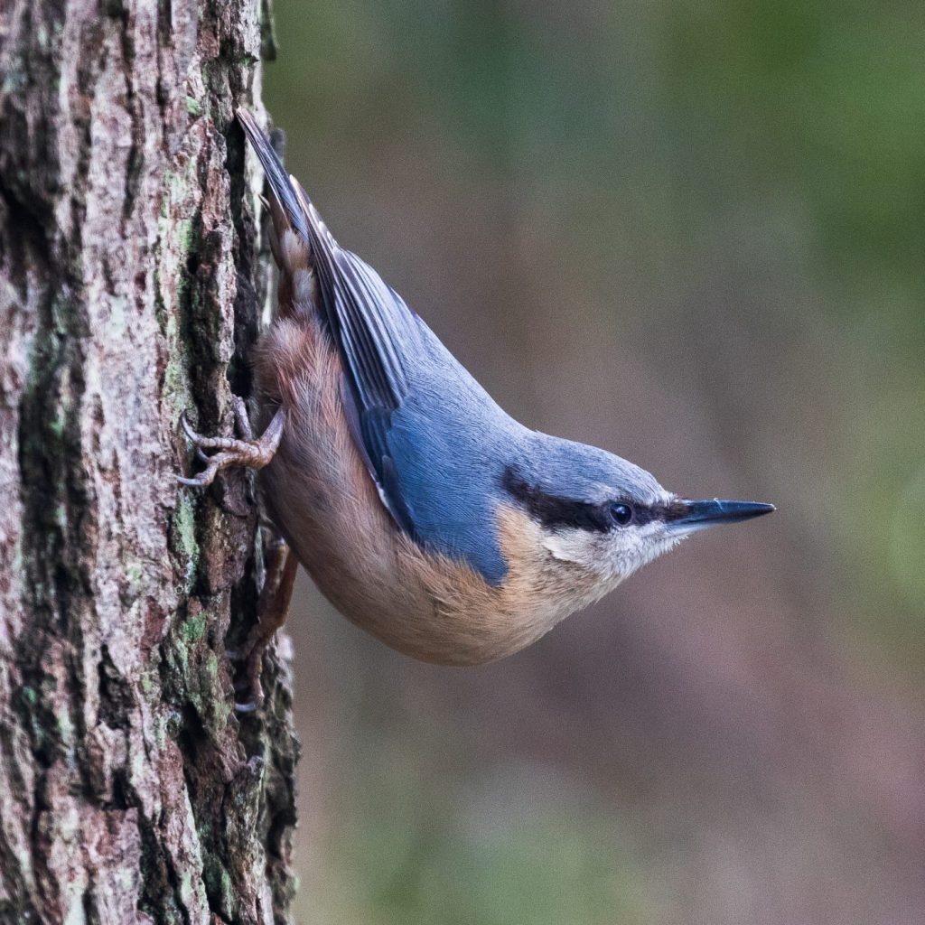 Photograph of a nuthatch on a tree trunk