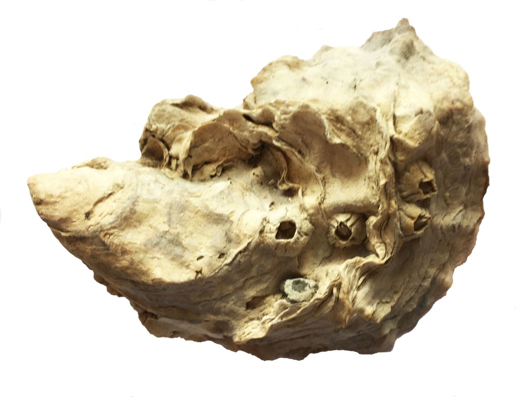 Photograph of an oyster shell encrusted with barnacles
