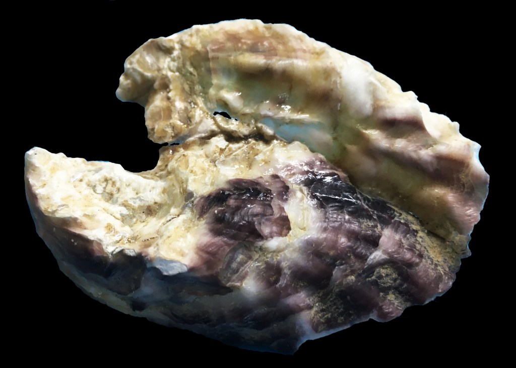 Photograph of two oysters cemented together