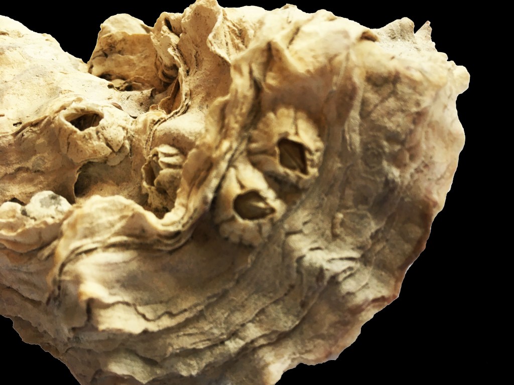 Photograph of an oyster shell encrusted with barnacles