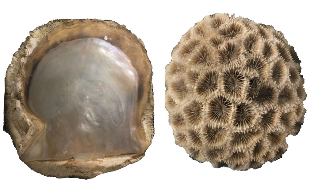 Photograph of an oyster shell encrusted with a coral