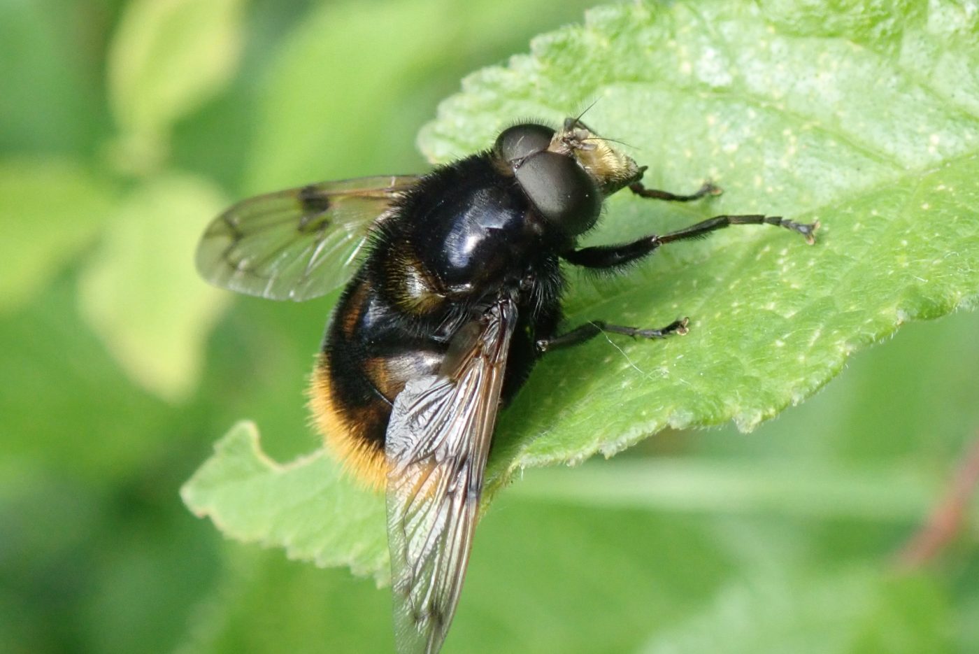 An Insect A Day part 5 – Museum of Zoology Blog
