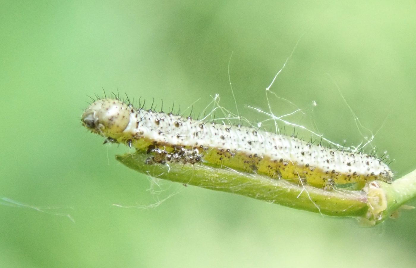 Tip Insect An Insect A Day part 5 – Museum of Zoology Blog