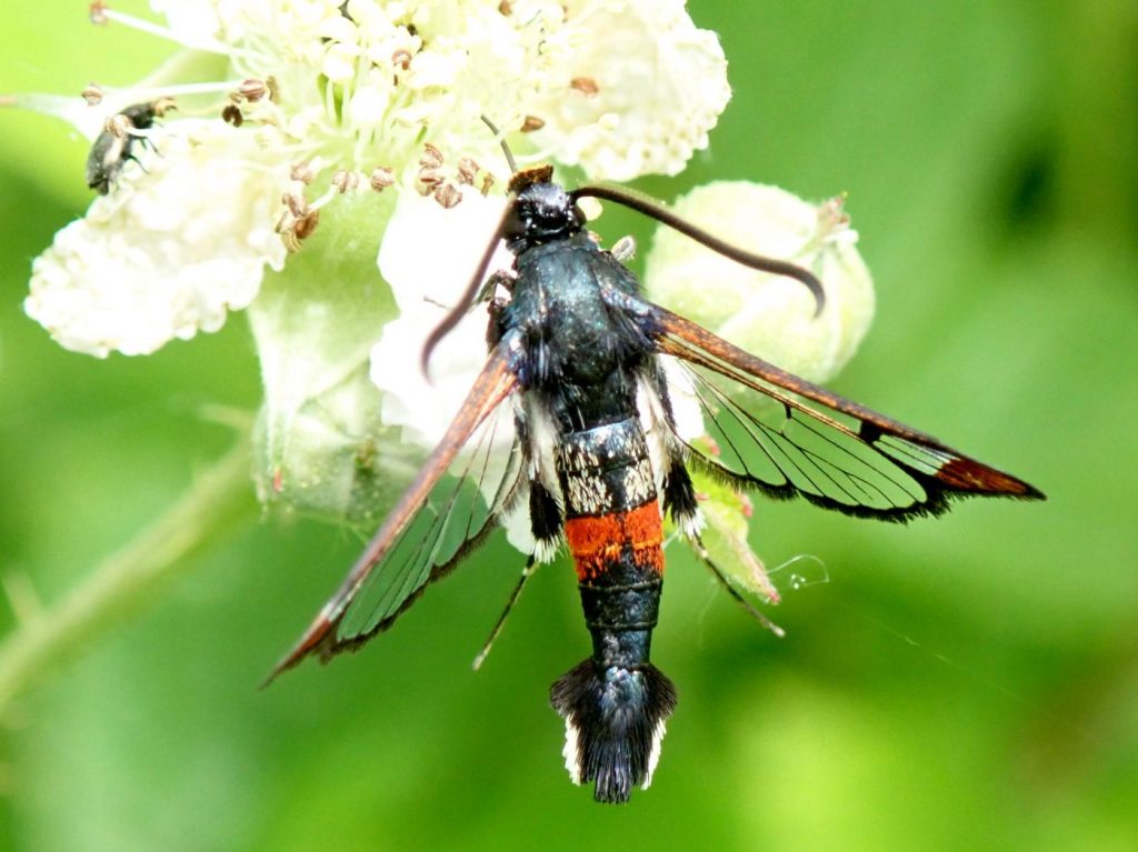 Photograph of a red belted clearwing moth