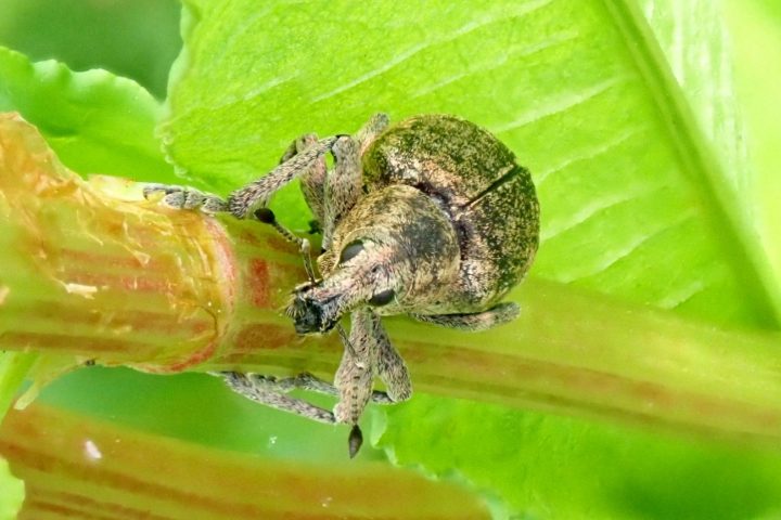 An Insect A Day part 5 – Museum of Zoology Blog