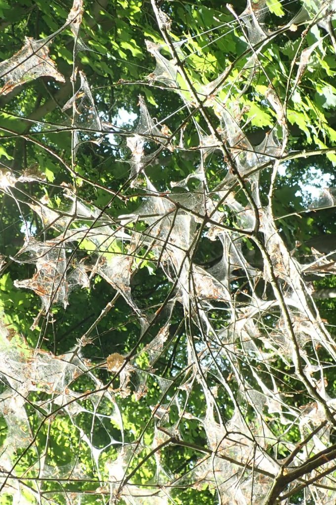 Photograph of ermine moth webs