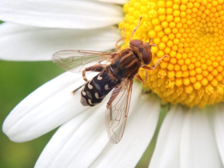 Golfrise Insect An Insect a Day part 6 – Museum of Zoology Blog