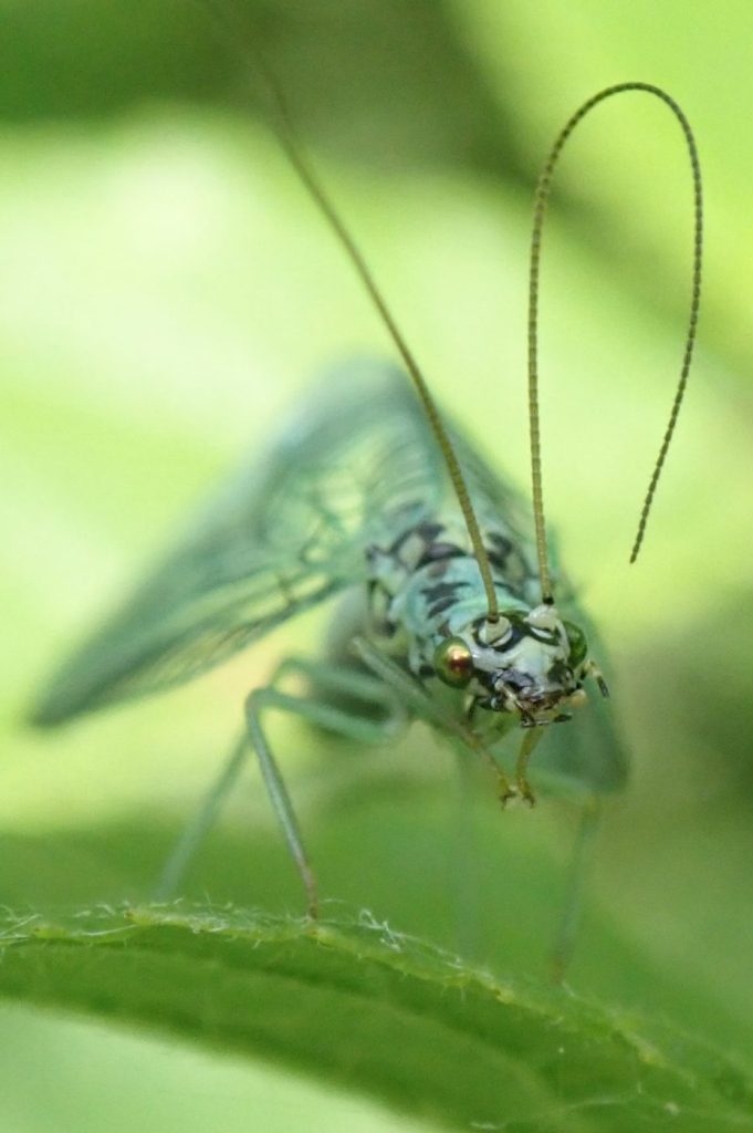 Photograph of the lacewing Chrysopa perla