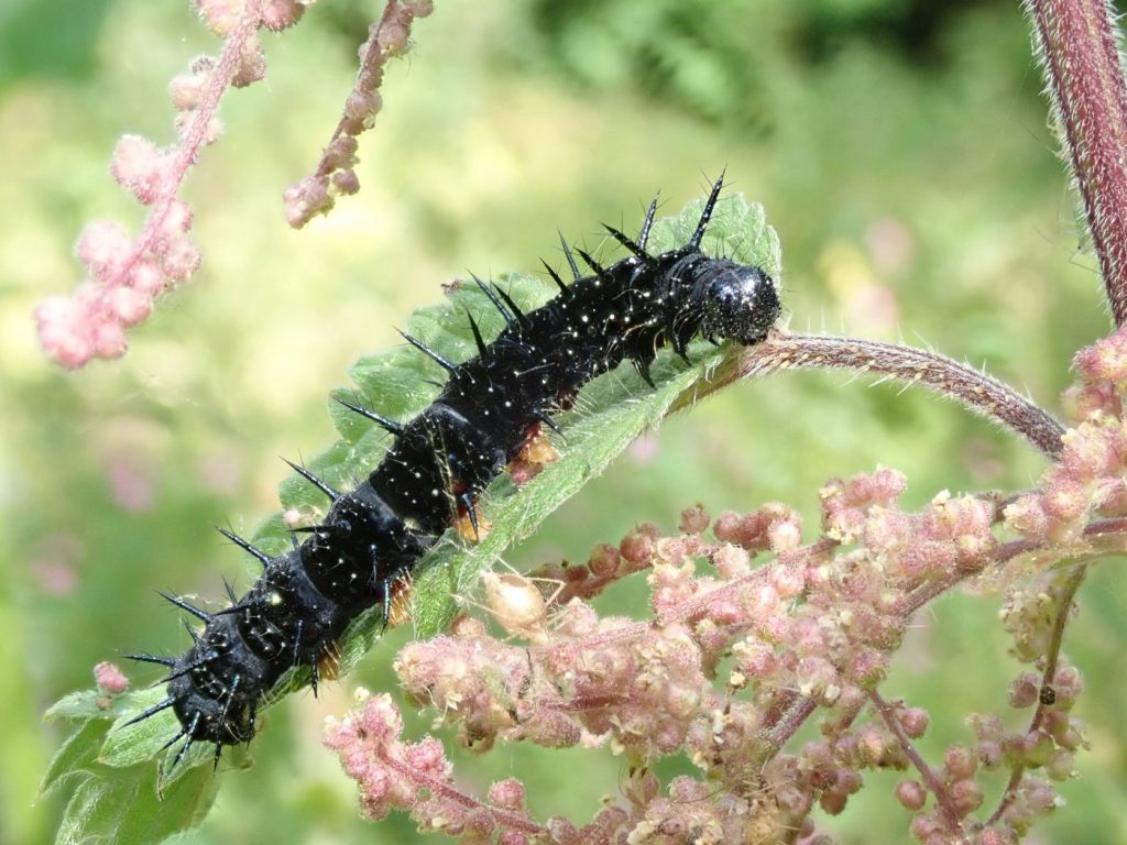 Photograph of a peacock butterfly caterpillar