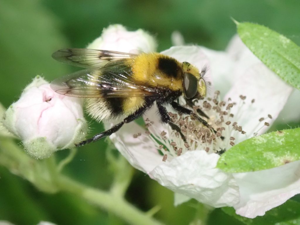 Photograph of a bumblebee mimic hoverfly