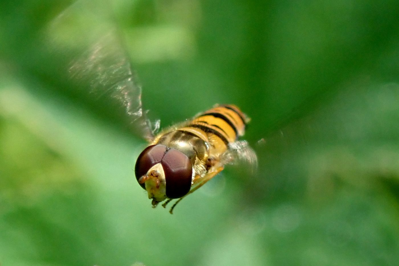 An Insect A Day Part 7 – Museum of Zoology Blog