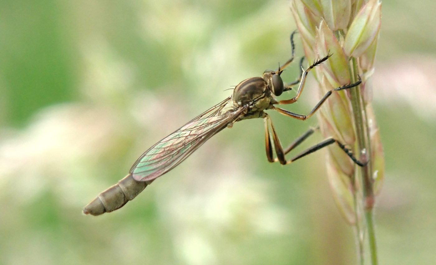 An Insect a Day Part 8 – Museum of Zoology Blog