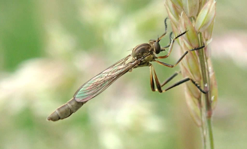 Photograph of a robber fly