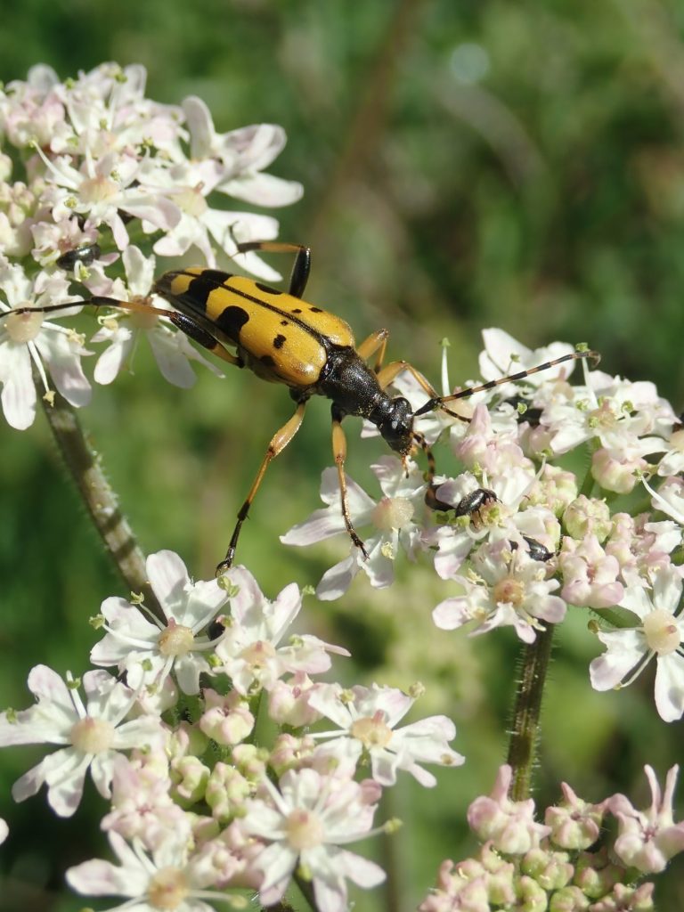 Photograph of a longhorn beetle