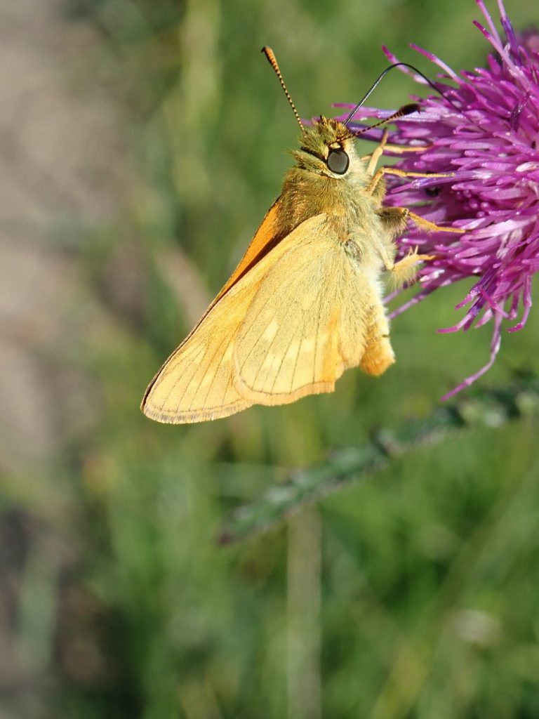 Photograph of a small skipper butterfly