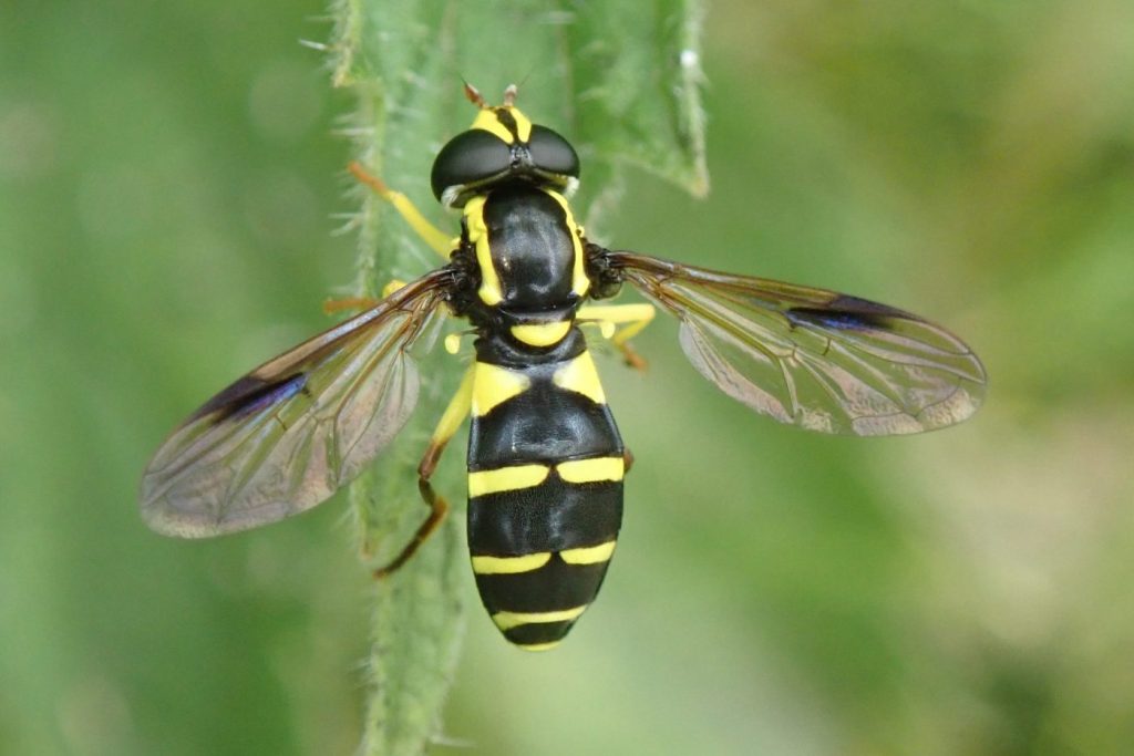 Photograph of a hoverfly