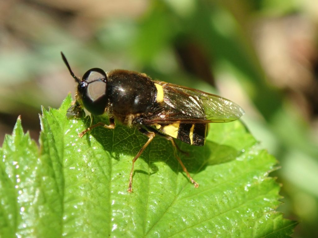 Photograph of a soldier fly