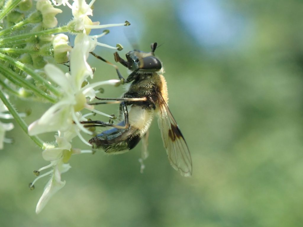 Photograph of a hoverfly on flowers