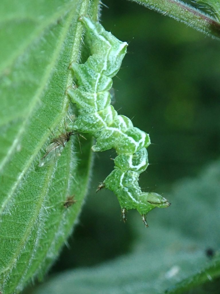 Photograph of a spectacled nettle moth