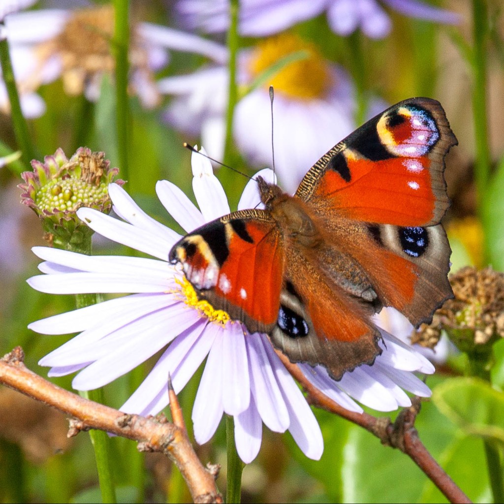 Photograph of a peacock buttefly on a flower