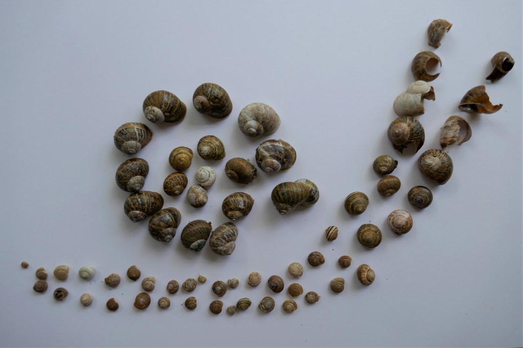 Snail, by Sidney, aged 7