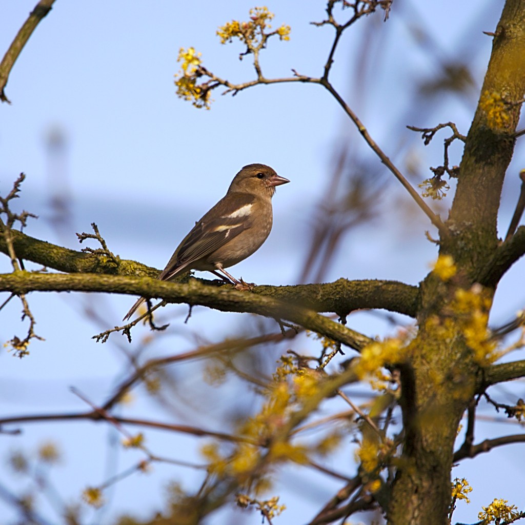 Photograph of a female chaffinch in a tree