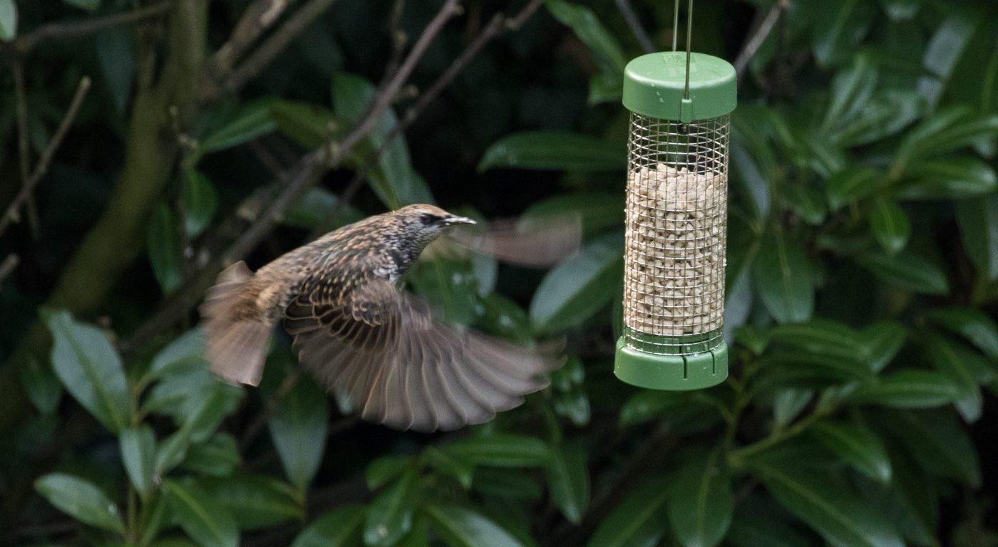 Photograph of a starling coming in to feed at a bird feeder