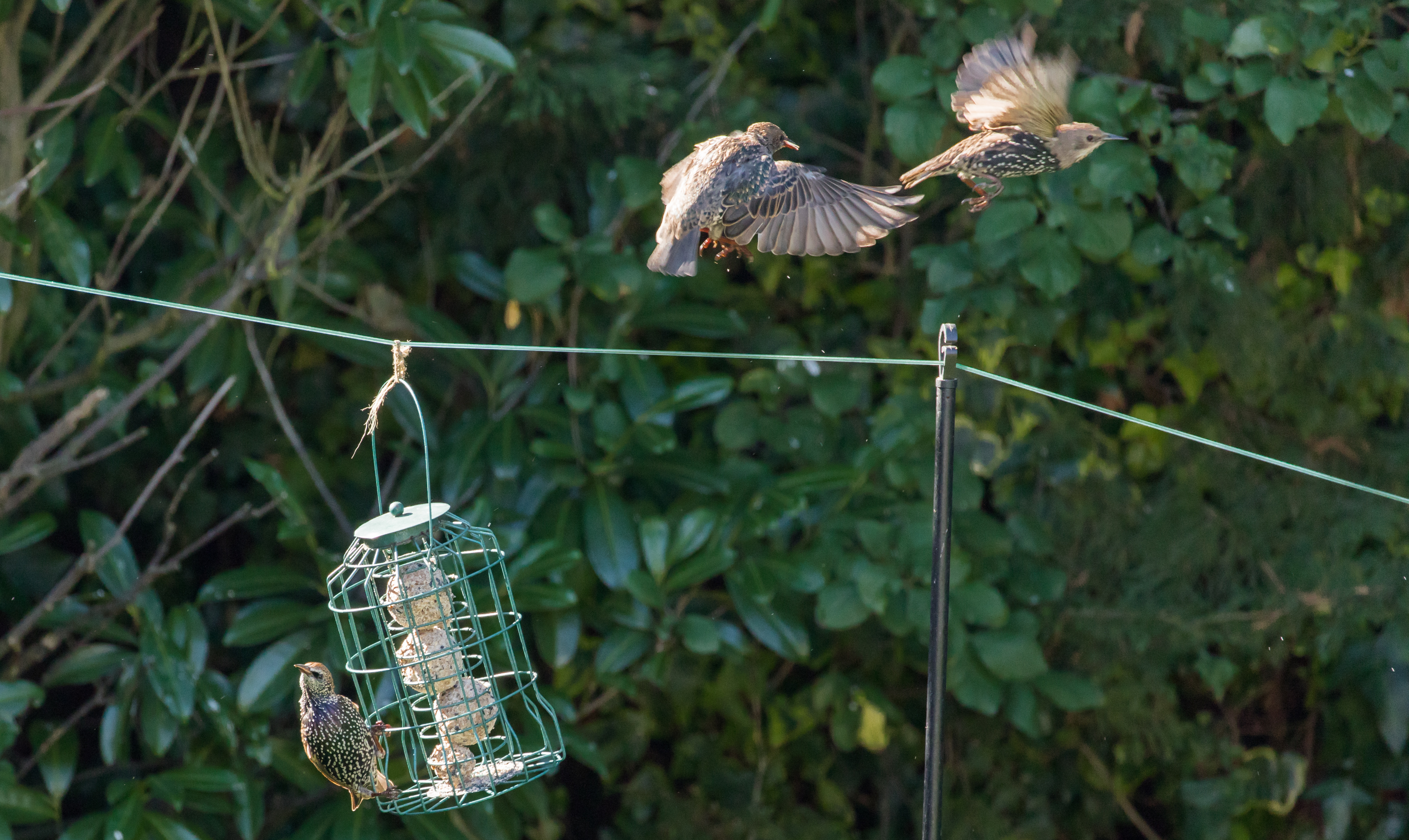 Photograph of starlings around a bird feeder